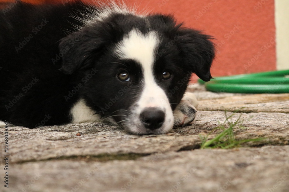 Lo sguardo furbo di un cucciolo di border collie alla scoperta con il mondo