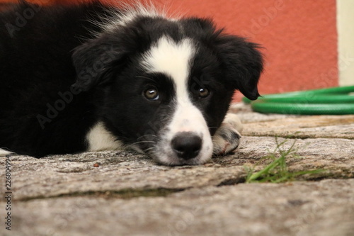 Lo sguardo furbo di un cucciolo di border collie alla scoperta con il mondo photo