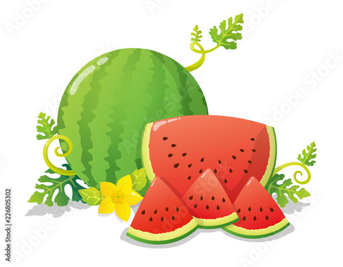 Colorful watermelon and slices with yellow flower, leaves and vines. Vector illustration isolated on white background.