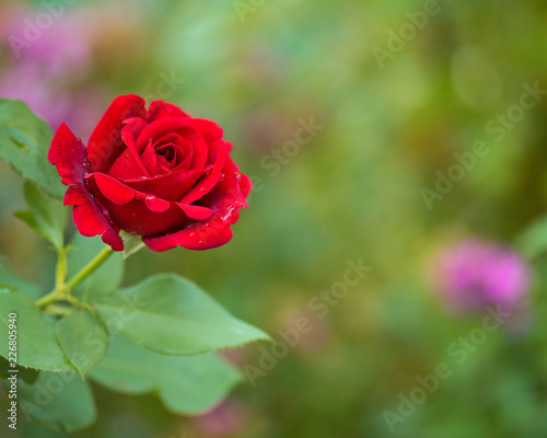 Beautiful red roses in the garden with rain drops of water on the green leaf. Bouquet of roses for Valentine Day - outdoors.