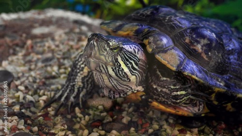 Red-eared slider turtle (Trachemys scripta elegans) moves its head in terrarium. photo