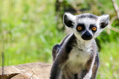 lemur