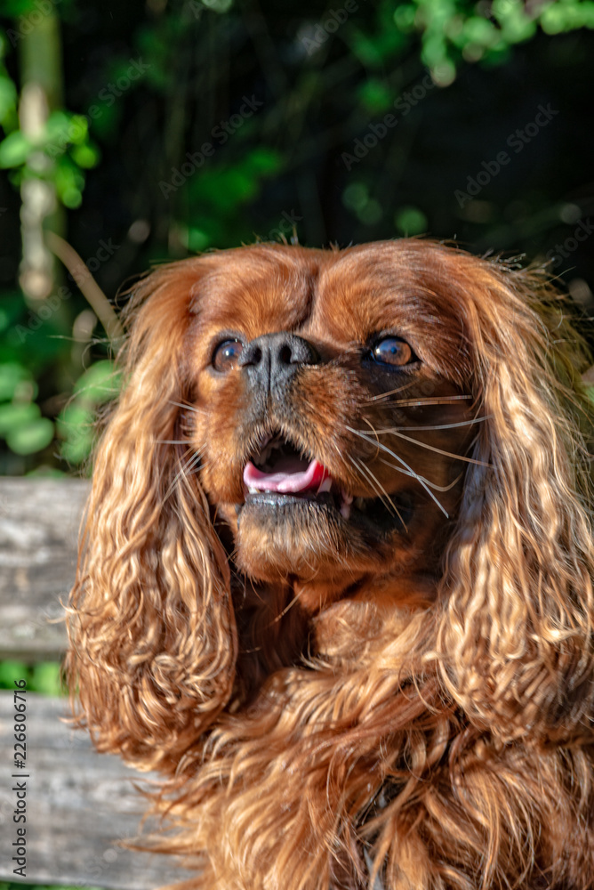 Cavalier King Charles Spaniel in Brown Ruby Cavalier King Charles Spaniel in Brown Ruby