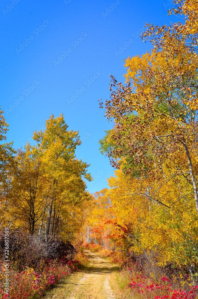 Fall colored trees 