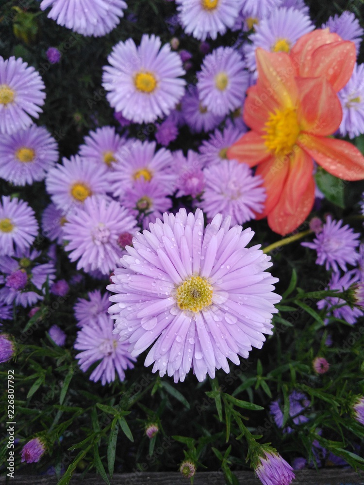 purple asters purple asters