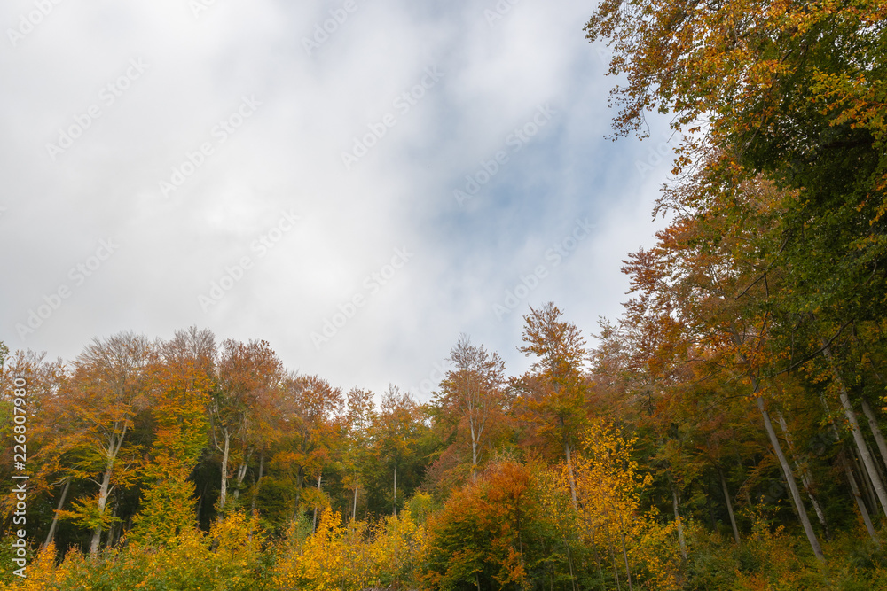 Herbstwald