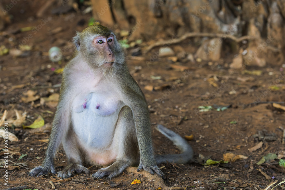 Affe im Tempel Wat Sok Tham in Khao Sok, Thailand