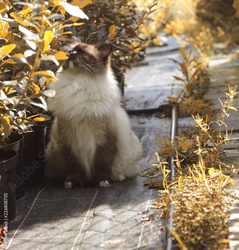Ragdoll kot rasowy puszysty jesienią