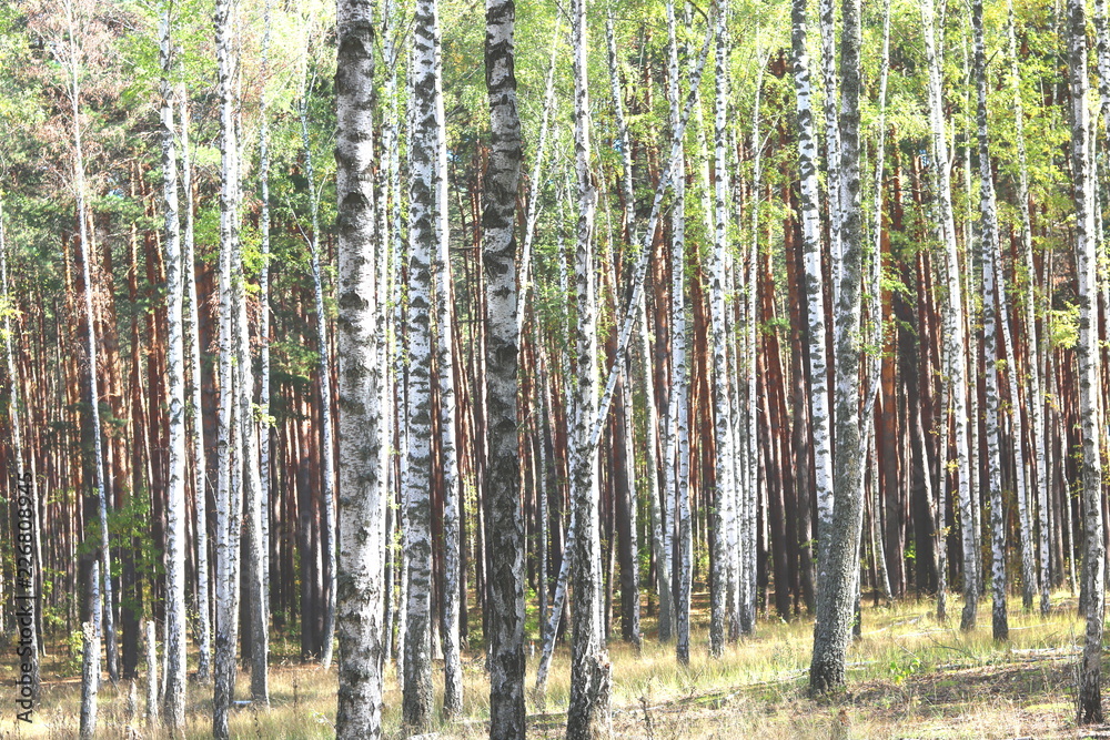 Beautiful birch trees with white birch bark in birch grove with green birch leaves Beautiful birch trees with white birch bark in birch grove with green birch leaves