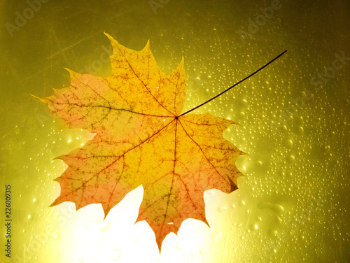 water drops autumn gold background setting sun maple leaf