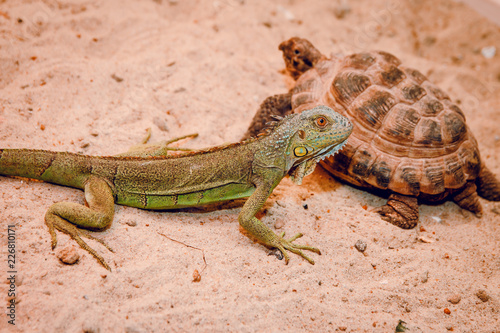 green iguana and turtle