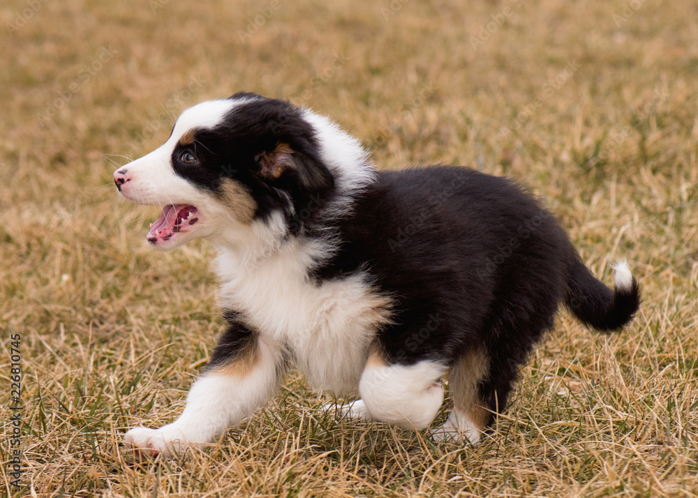 Australian Shepherd purebred dog on meadow in autumn or spring, outdoors countryside. Black Tri color Aussie puppy, 2 months old.