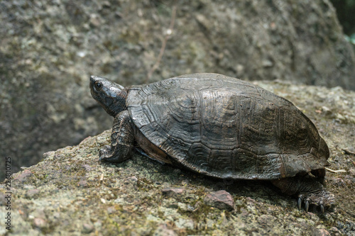 A River Turtle on a stone in natural rainforest National Park Khao Yai, Thailand