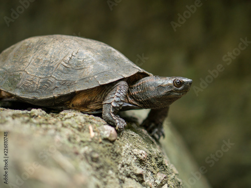 A River Turtle on a stone in natural rainforest National Park Khao Yai, Thailand