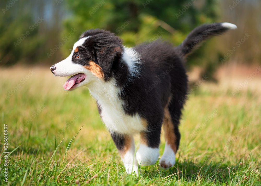 Happy Aussie dog runs on meadow with green grass in summer or spring. Beautiful Australian shepherd puppy 3 months old running towards camera. Cute dog enjoy playing at park outdoors. Happy Aussie dog runs on meadow with green grass in summer or spring. Beautiful Australian shepherd puppy 3 months old running towards camera. Cute dog enjoy playing at park outdoors.