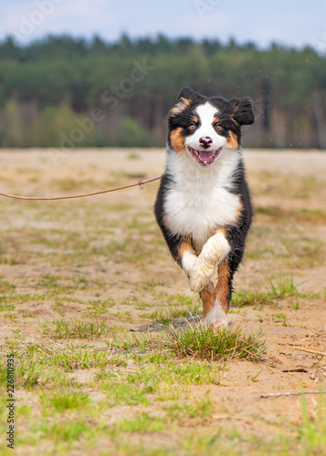 Happy Aussie dog runs on meadow with green grass in summer or spring. Beautiful Australian shepherd puppy 3 months old running towards camera. Cute dog enjoy playing at park outdoors.