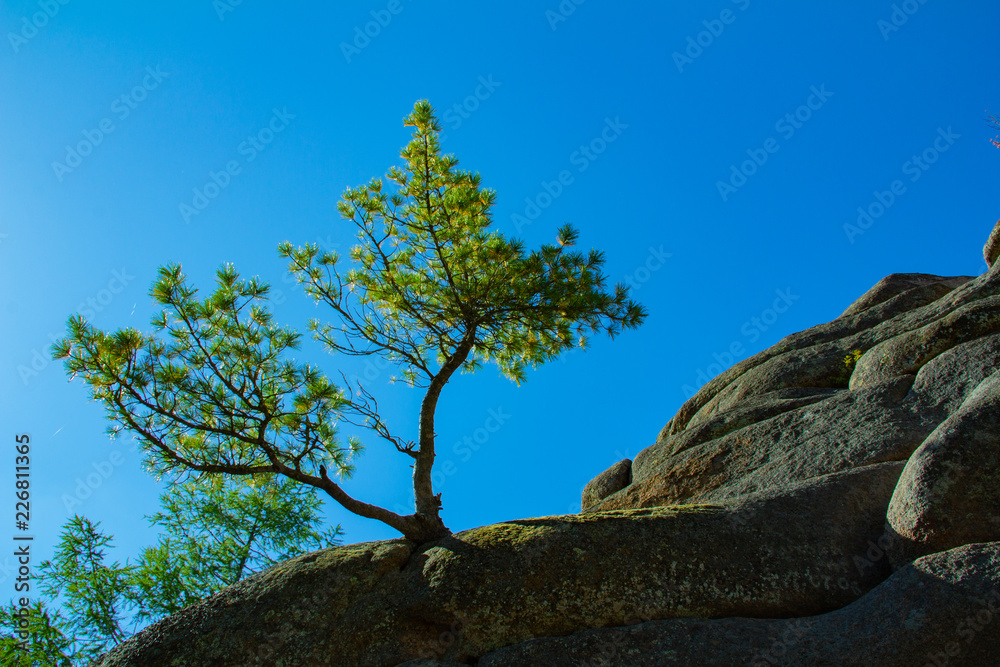 Tree on the rock Tree on the rock