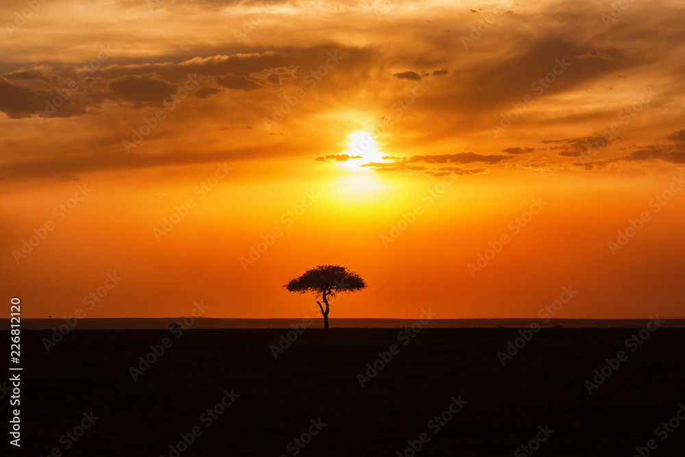 Beautiful sunset with a single tree in silhouette on the savannah