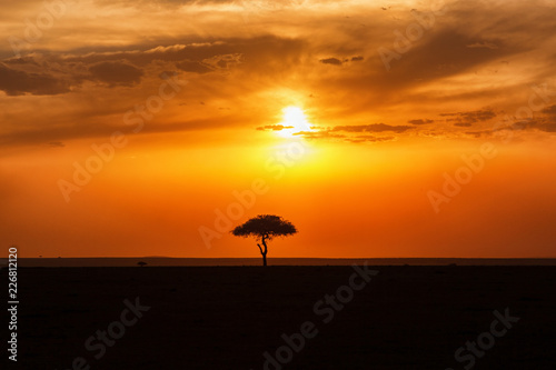 Beautiful sunset with a single tree in silhouette on the savannah © Lars Johansson
