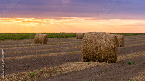 Obraz na płótnie Field in Konopne, Poland w salonie