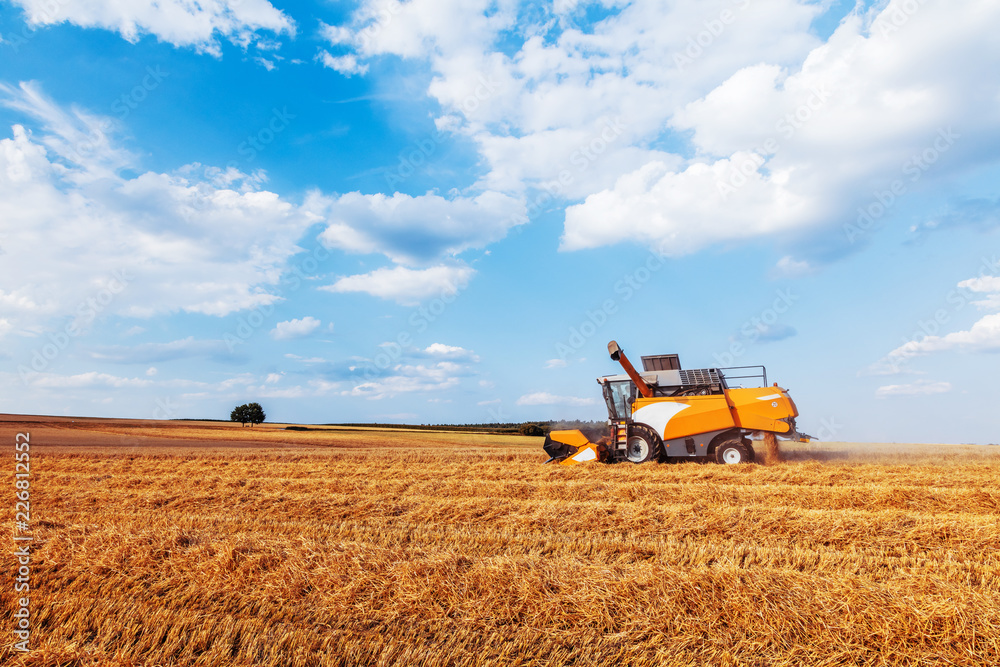 Fototapeta premium Combine harvesters Agricultural machinery. The machine for harvesting grain crops.