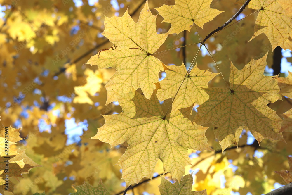 Yellow autumn maple leaves on branch of autumn maple Yellow autumn maple leaves on branch of autumn maple