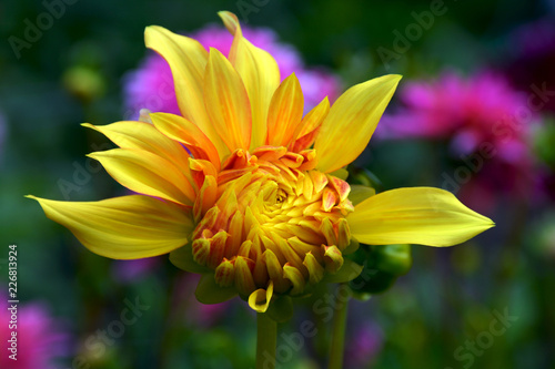 Fototapeta Naklejka Na Ścianę i Meble -  Unfinished yellow dahlia
