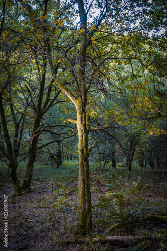 Bäume im Wald © ramonmaesfotografie