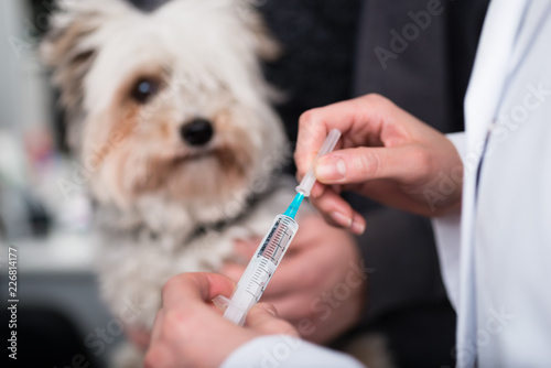 Female veterinarian holding injection in front of a small puppy