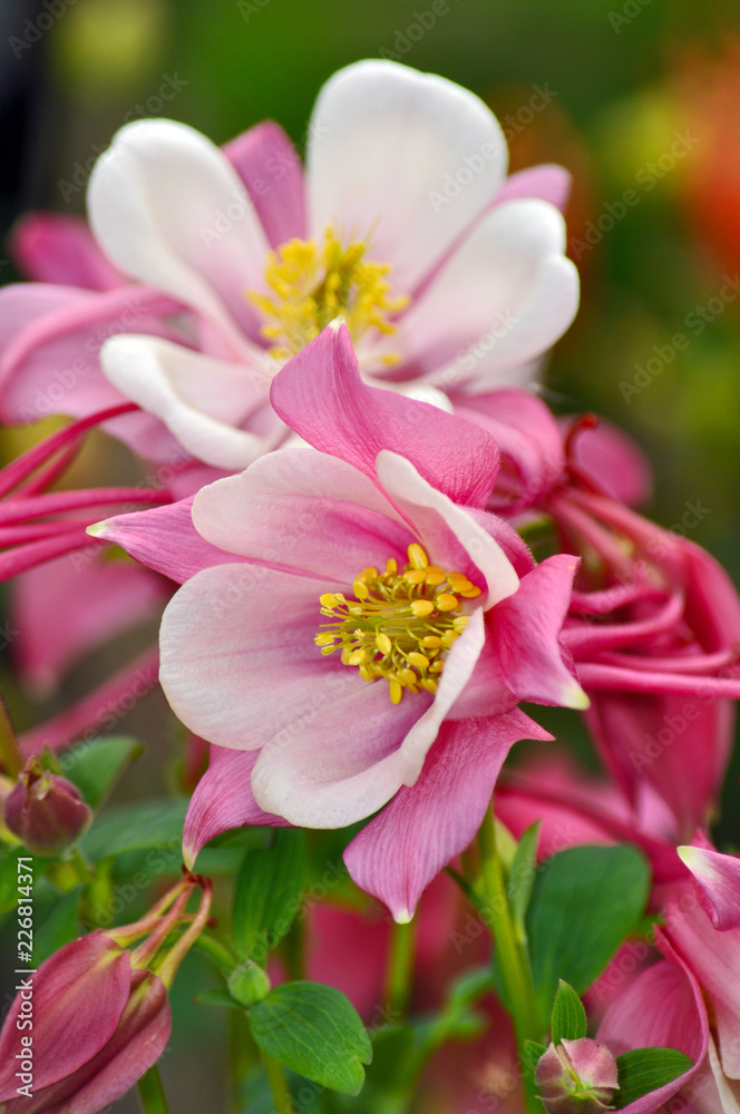 Lovely pink columbine flowers Lovely pink columbine flowers