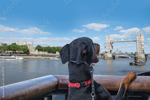 Canvas Print Dog looking at London Tower Bridge