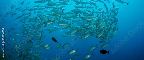 A huge school of Jackss (Caranx latus, horse eye jack) in open ocean, Indonesia