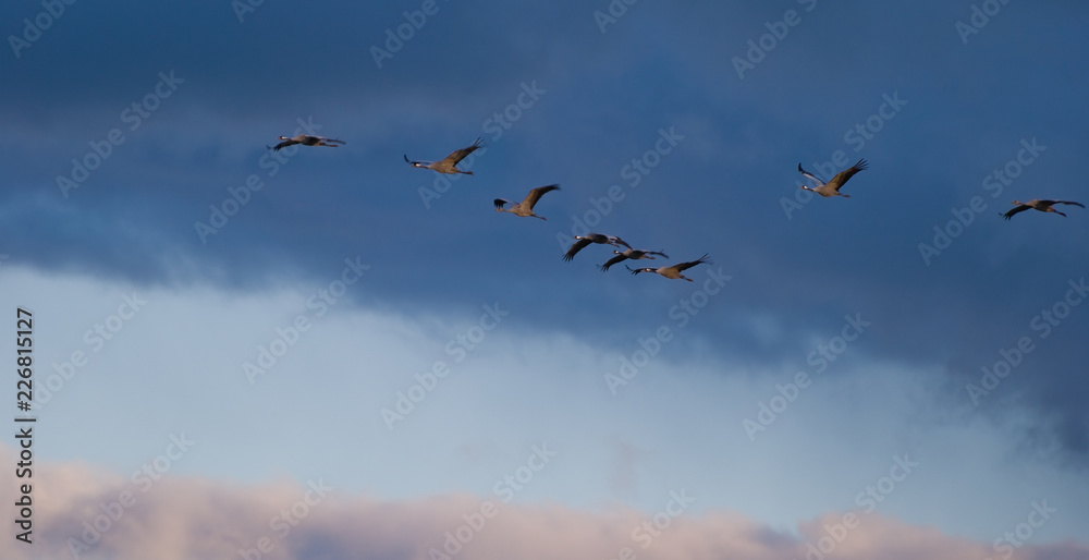 V-förmige Formation - kräftige, erfahrene Kraniche fliegen an der Spitze V-förmige Formation - kräftige, erfahrene Kraniche fliegen an der Spitze