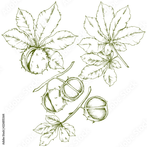Vector autumn chestnut plant and leaves. Leaf plant botanical garden floral foliage. Isolated illustration element. Vector leaf for background, texture, wrapper pattern, frame or border.