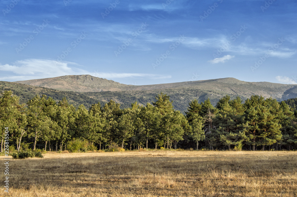 Pradera con árboles/ Pradera con arboles y montañas en el mirador de los  Robledos, rascafría, provincia de Madrid. España foto de Stock | Adobe Stock