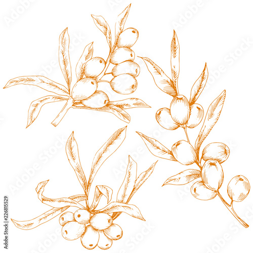Orange hippophae plant. Vector icon on white background. Vector flower for background, texture, wrapper pattern, frame or border.