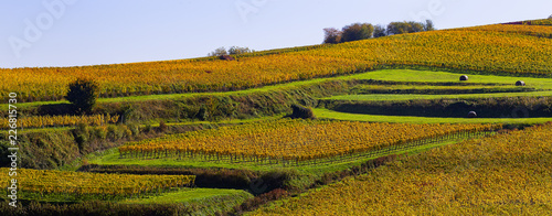 Weinberge Reben Herbst