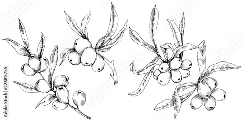 Hippophae plant vector icon on white background. Vector flower for background, texture, wrapper pattern, frame or border.