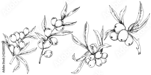 Hippophae plant vector icon on white background. Vector flower for background, texture, wrapper pattern, frame or border.