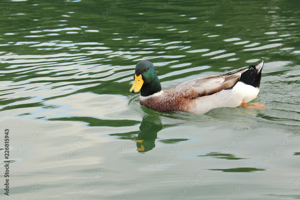 Fototapeta premium 一碧湖のカモさん