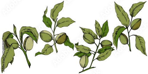 Green almond in a vector style isolated. Full name of the plant: almond. Vector flower for background, texture, wrapper pattern, frame or border.
