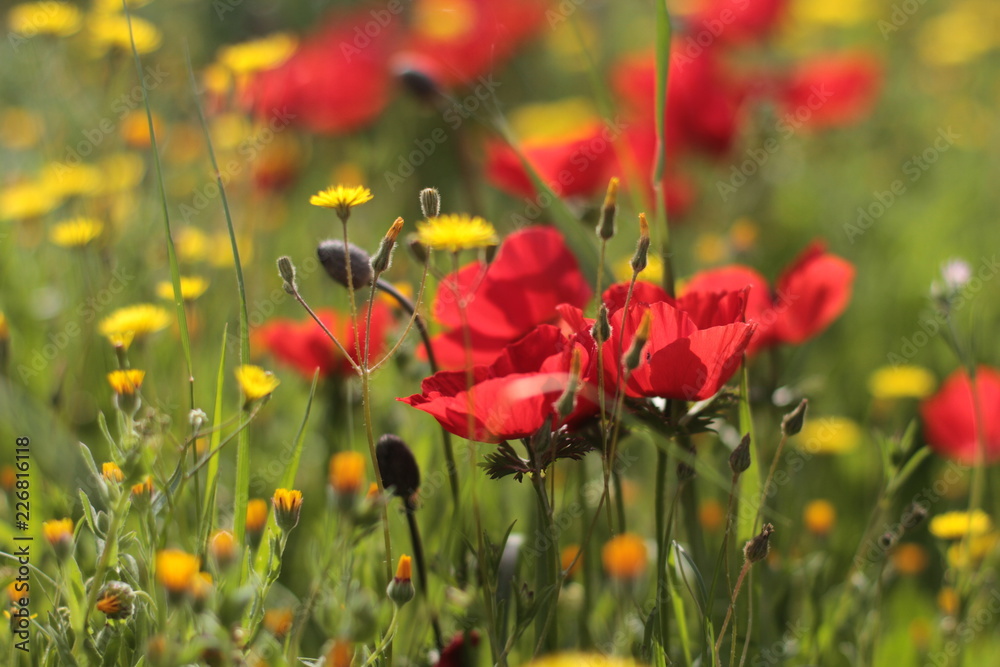 Fototapeta premium Kwiaty maku i hawkweed w polu.