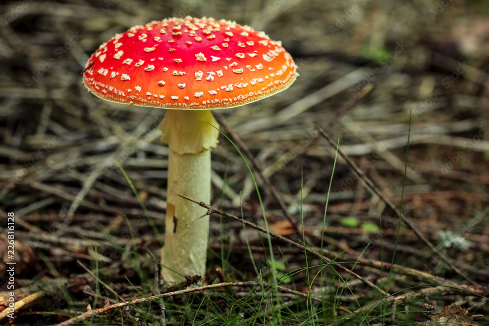Fly agaric (Amanita muscaria) mushroom growing in tree shade, small dry twigs and grass around. Fly agaric (Amanita muscaria) mushroom growing in tree shade, small dry twigs and grass around.