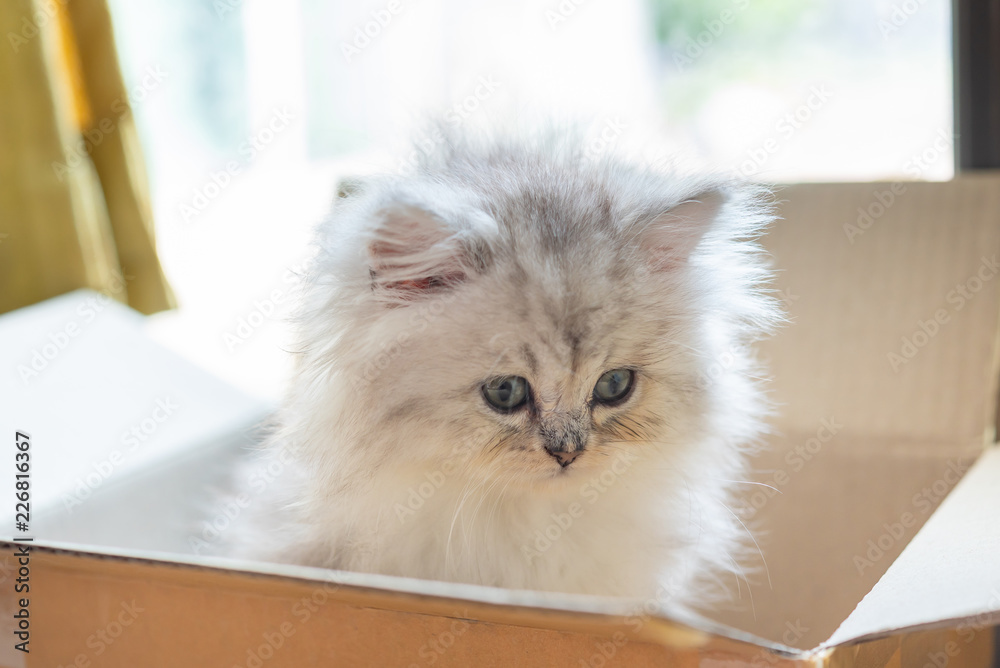 Cute kitten in cardbox