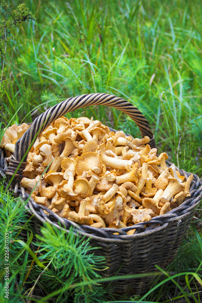 Wicker basket with wild mushrooms chanterelles Wicker basket with wild mushrooms chanterelles