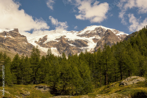 Panoramic view of a forest in the valley of Gressoney near Monte Rosa
