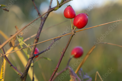 rosehip © ffly