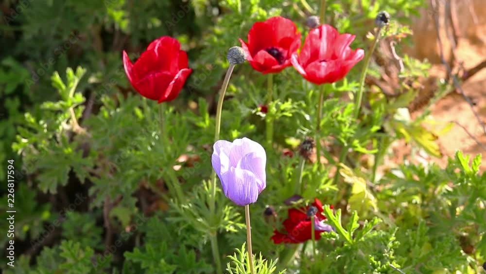 Glade with red and blue anemones on wind Glade with red and blue anemones on wind