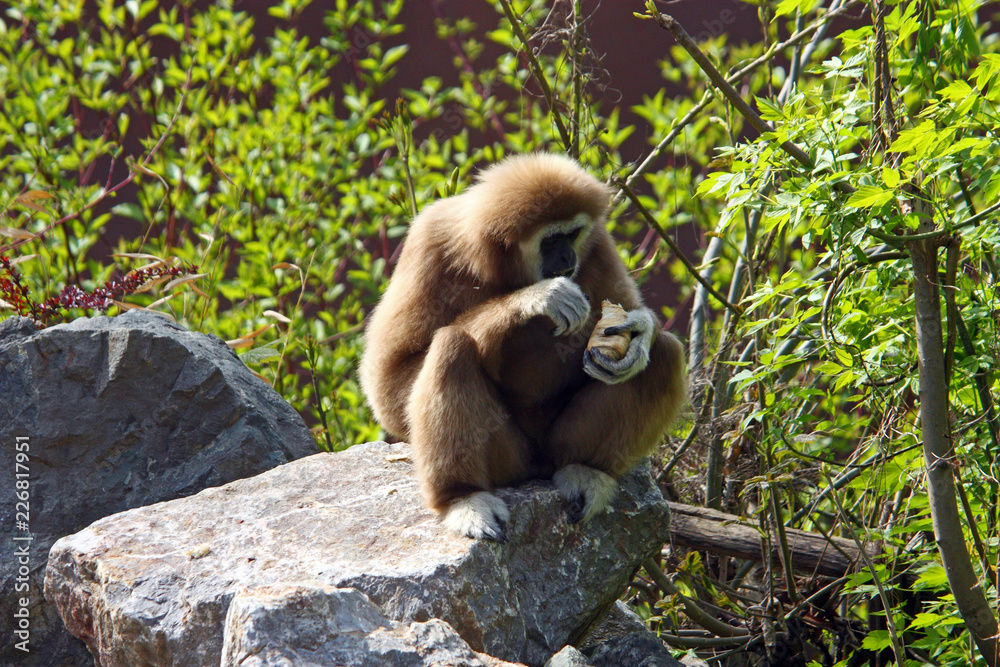Fototapeta premium Lar gibbon, hylobates lar