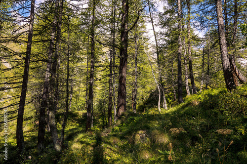 Close-up view in a forest in the valley of Gressoney near Monte Rosa © Sergio Pazzano